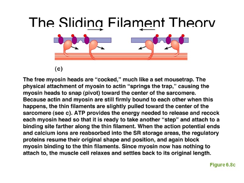 The Sliding Filament Theory Figure 6.8c
